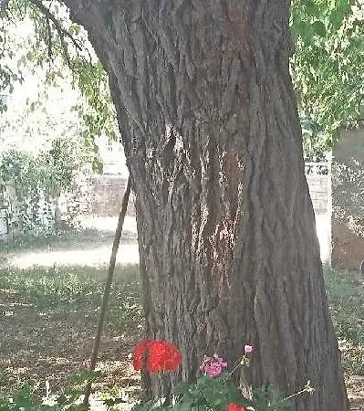 דירה House Dubravka 1946 פולה
